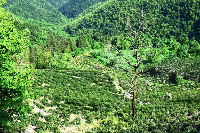 松萝山 song luo shan tea